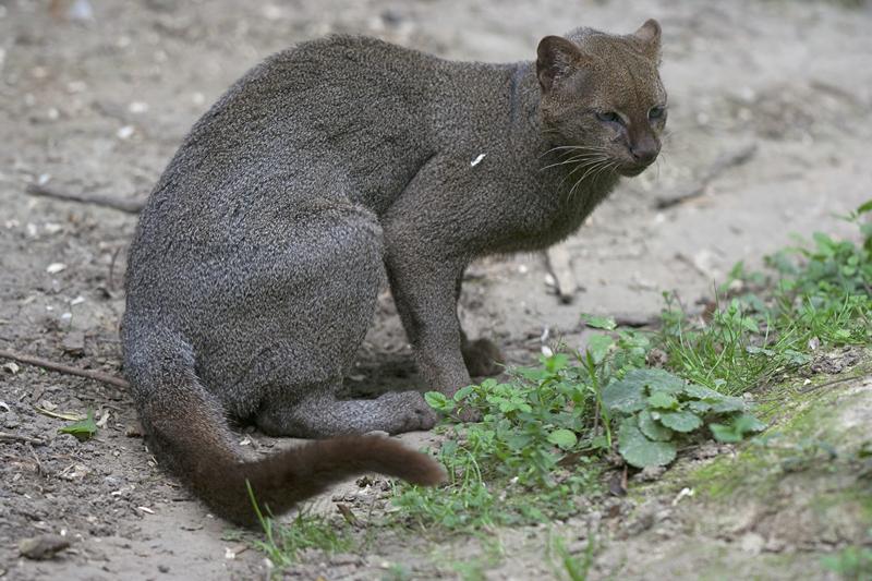 Cjp_2011_08_02_151342 (2).jpg